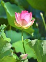 ������ħ